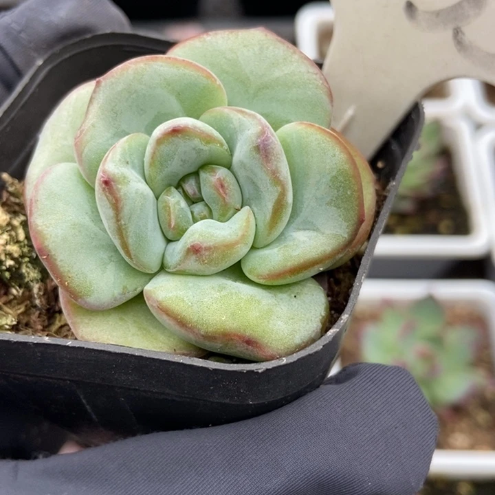 6035泡芙多肉植物