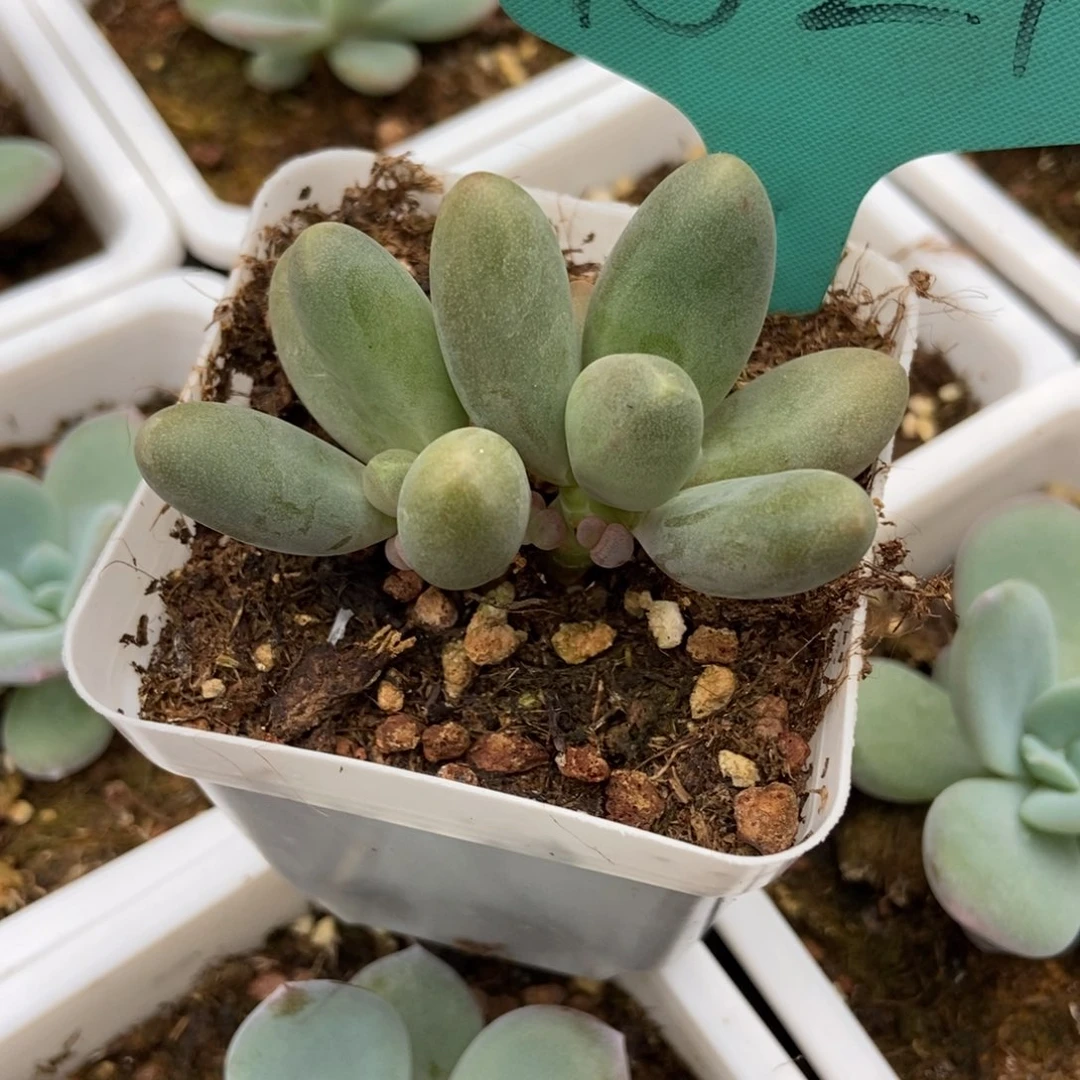 多肉植物糖果1524