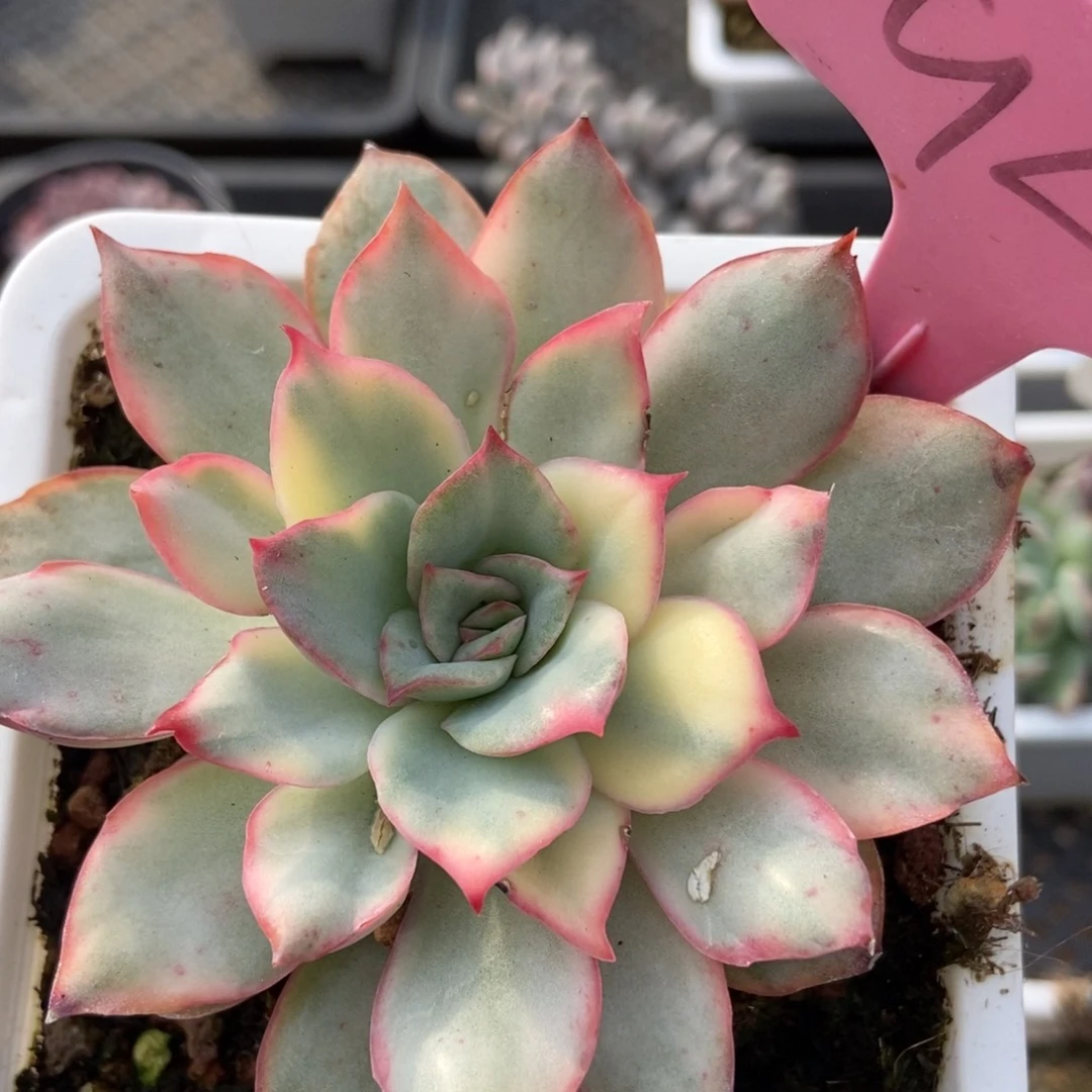 926月光女神锦多肉植物保护