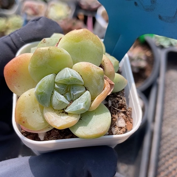7355冰玉多肉植物纤维