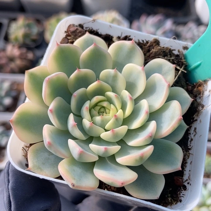 1877忌廉锦多肉植物