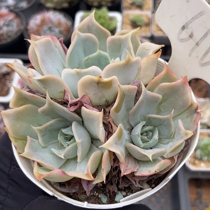 610沙漠骆驼多肉植物
