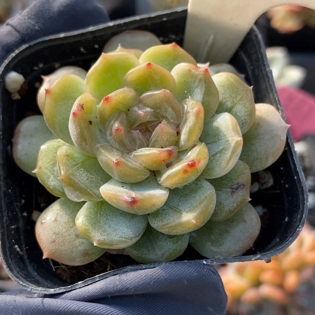 2011白恋多肉植物保护
