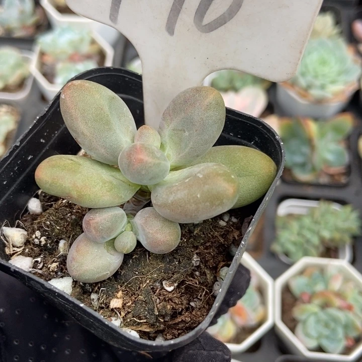 990糖果美人多肉植物