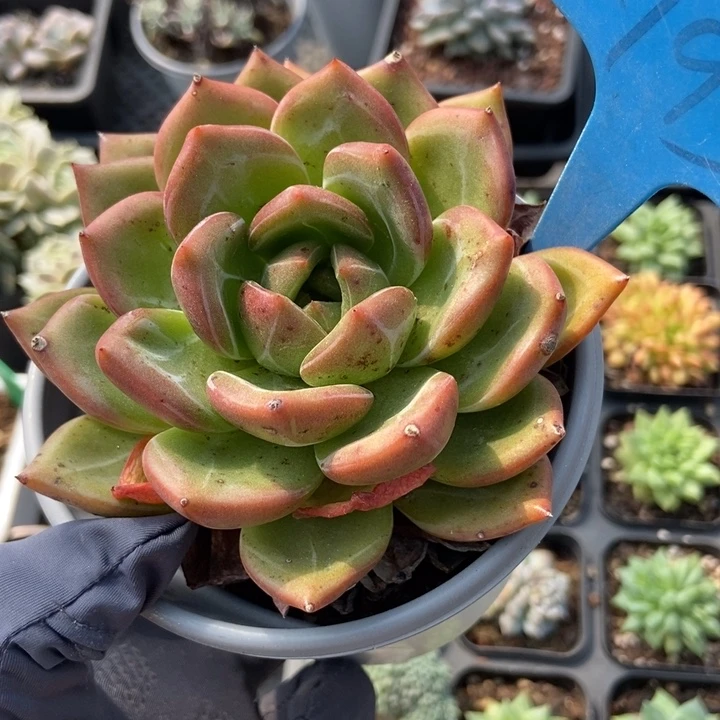 793香槟多肉植物保护