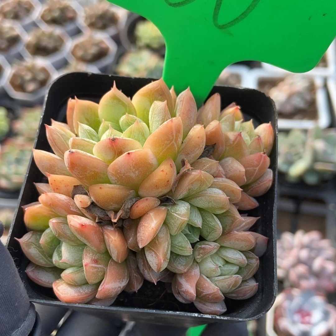 100爱莎多肉植物保护