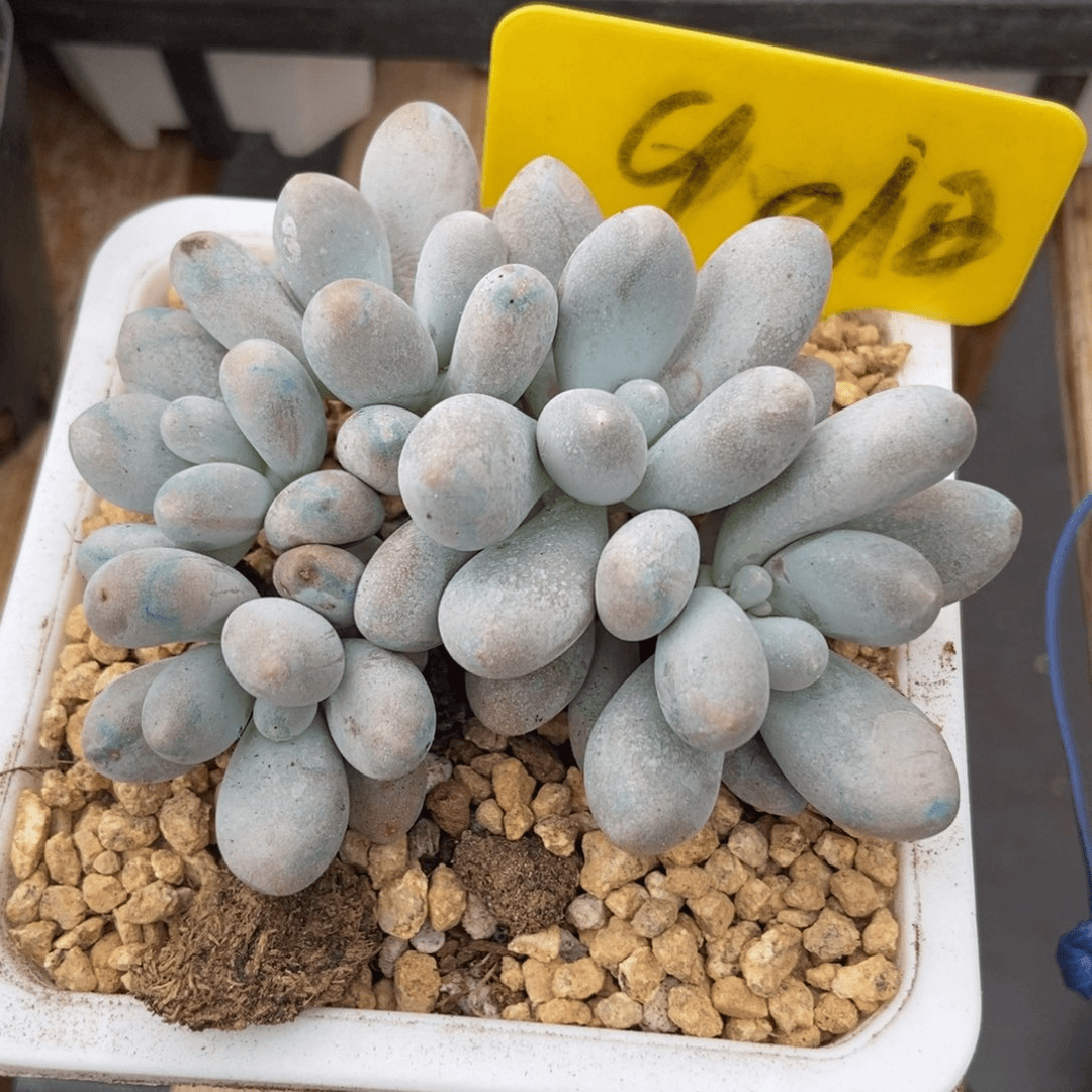 多肉植物汤圆9010