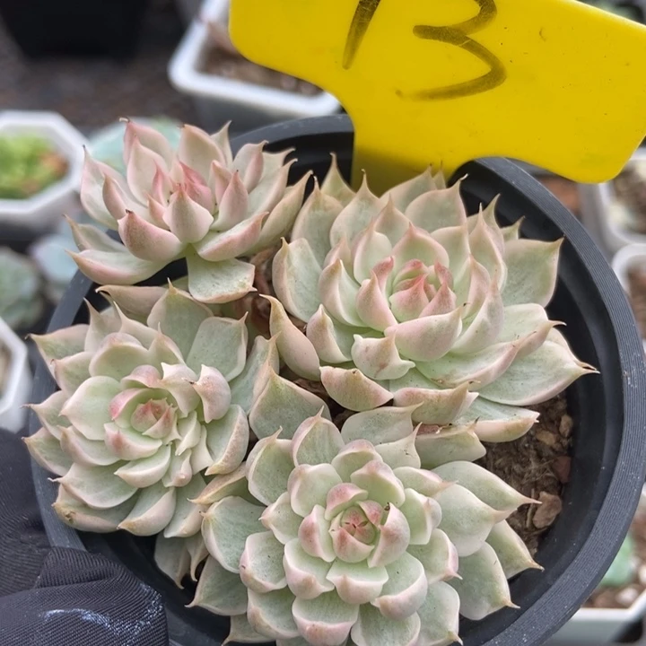 13玛格丽特锦多肉植物