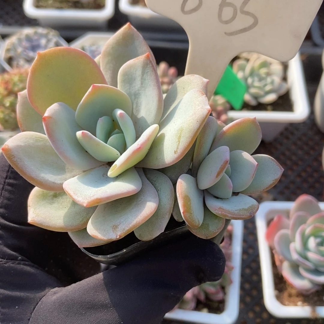 865奶茶多肉植物保护