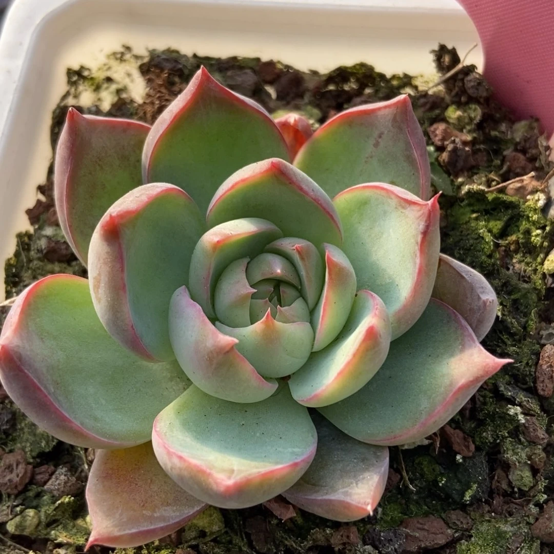 390惊鸿仙子多肉植物保护