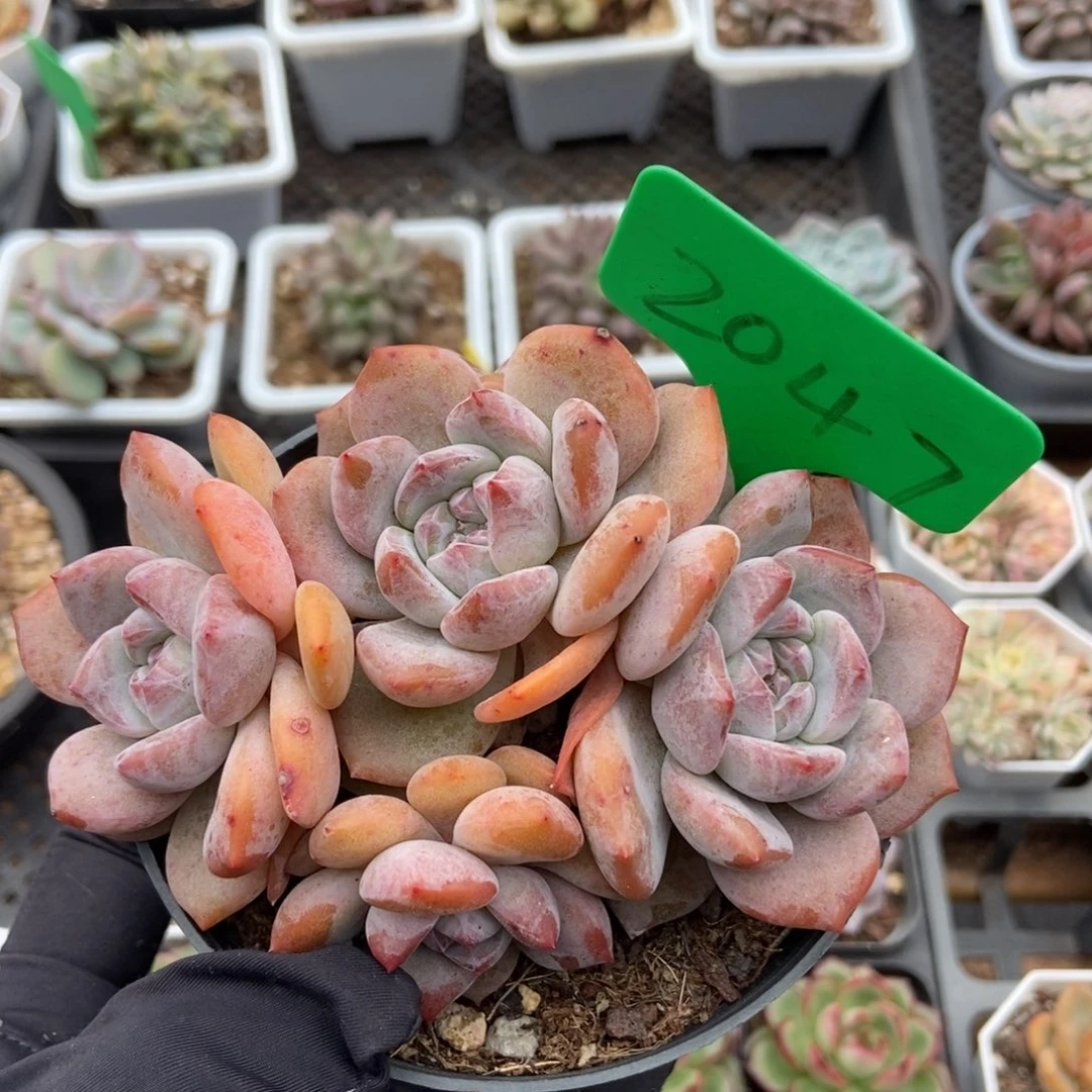 2047星影多肉植物保护