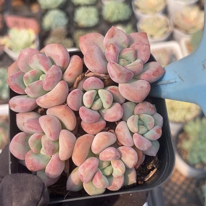 501花斑鹿多肉植物