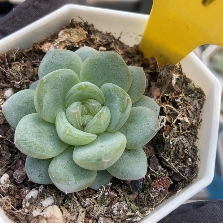 2075星星珍妮多肉植物