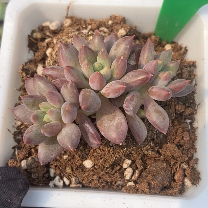 1676车厘子多肉植物