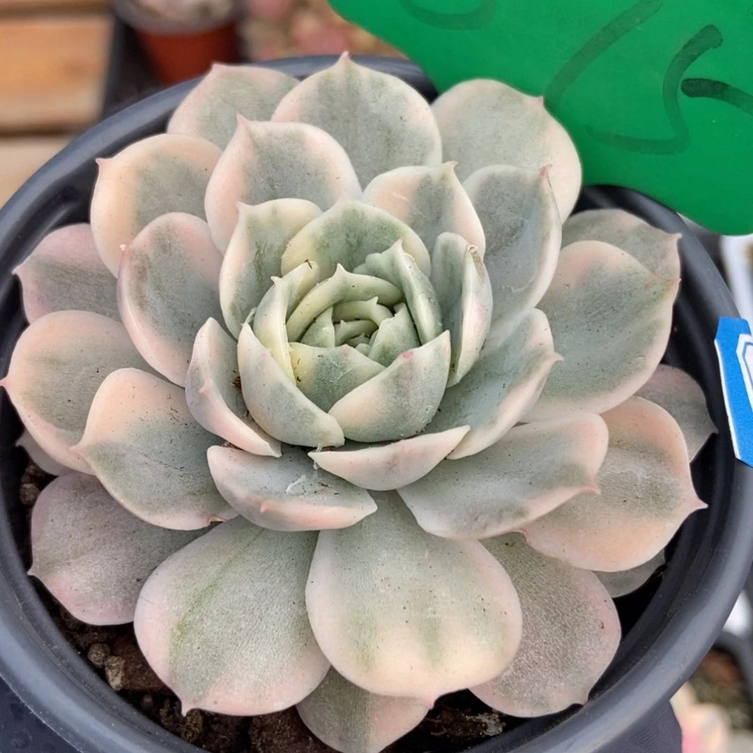 875盎司诺锦多肉植物保护