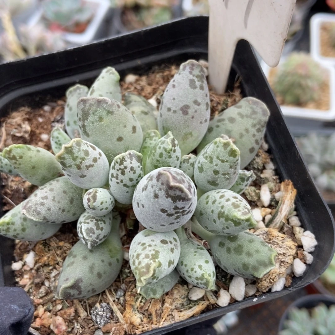 999海豹多肉植物保护