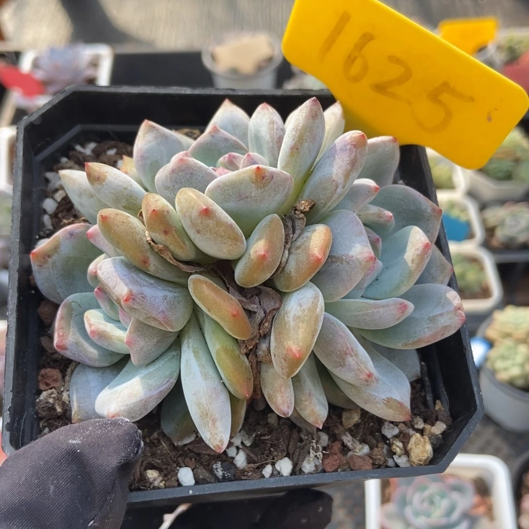 1625星影多肉植物保护