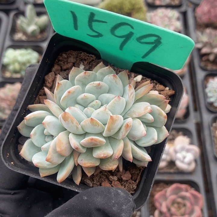 1599小树星影多肉植物