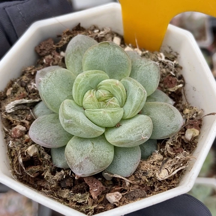2112星星珍妮多肉植物