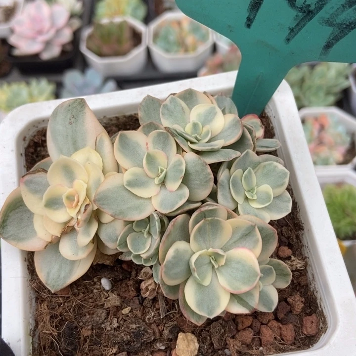 494秀妍锦多肉植物保护