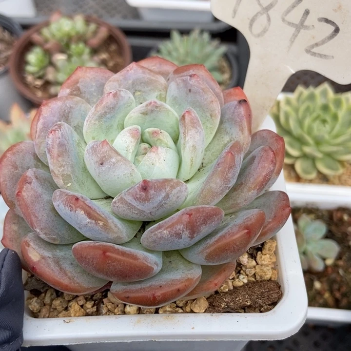 1842橙子多肉植物纤维