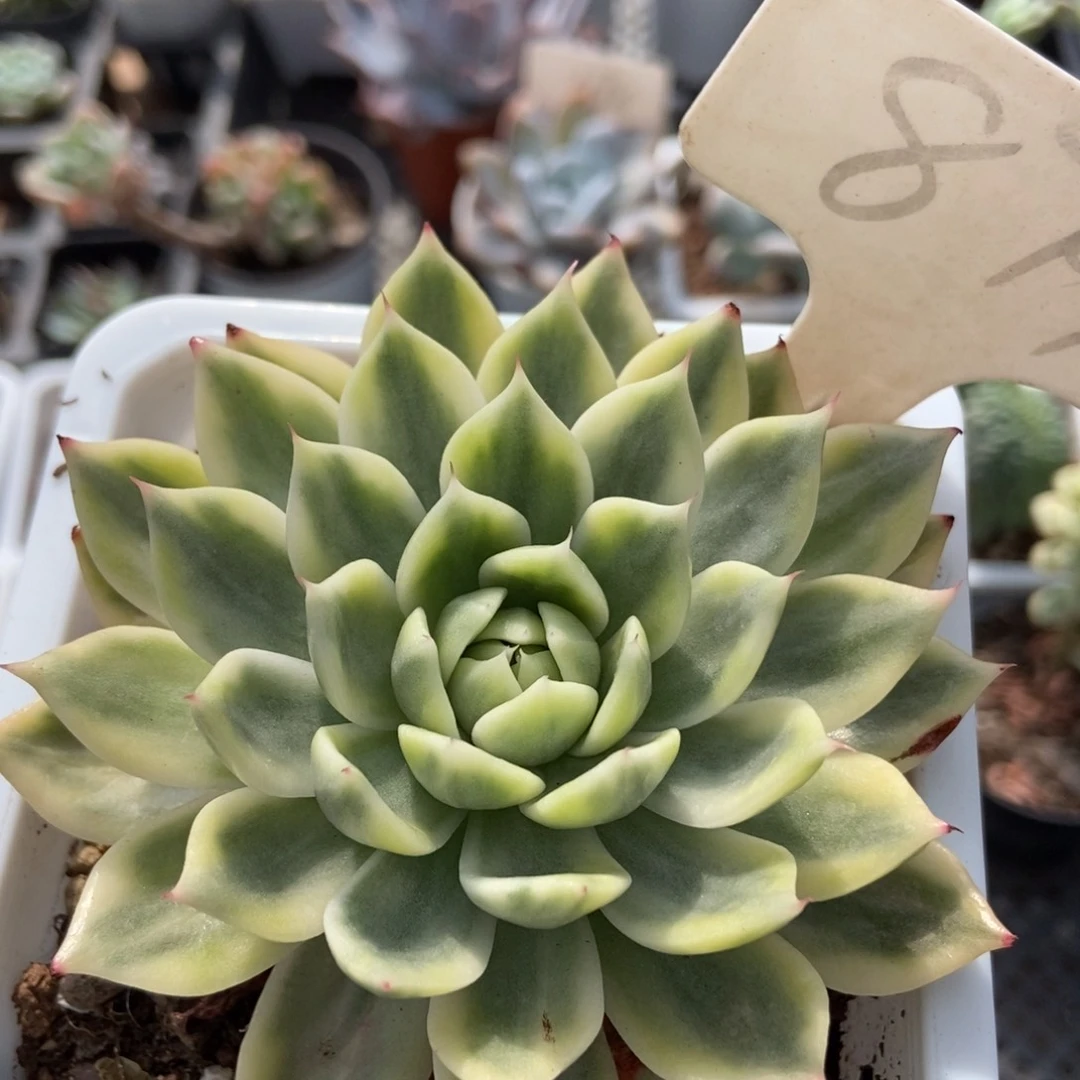 879蝴蝶飞锦多肉植物保护