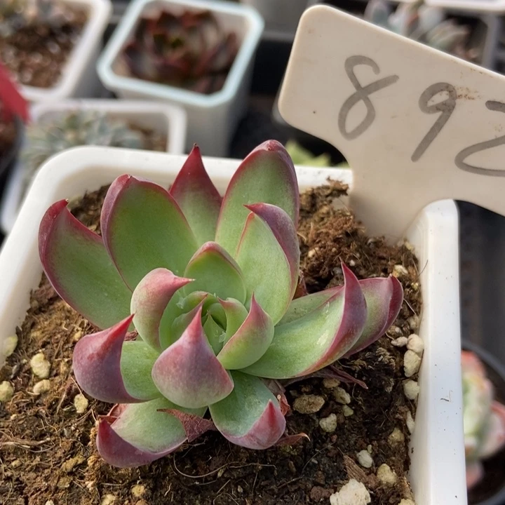 892惊鸿仙子多肉植物