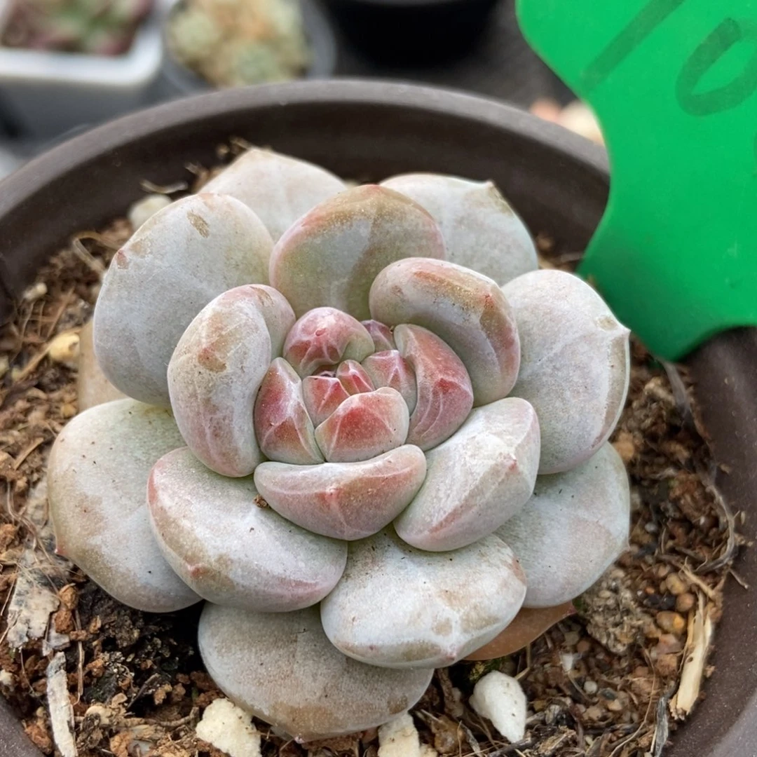 1002石榴籽多肉植物保护