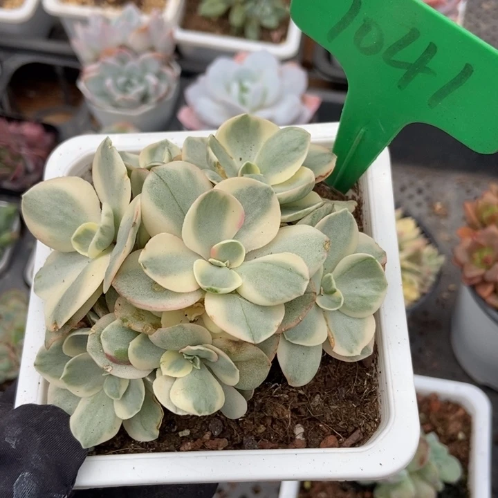 1041秀妍锦多肉植物