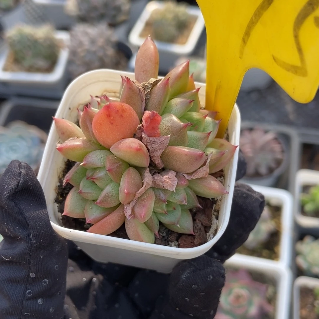 2075晴空珍妮多肉植物保护