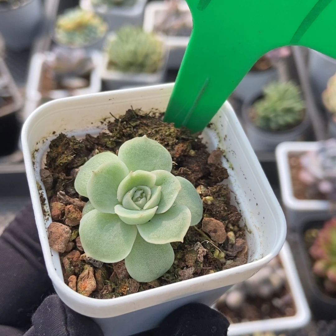 927虾饺多肉植物保护