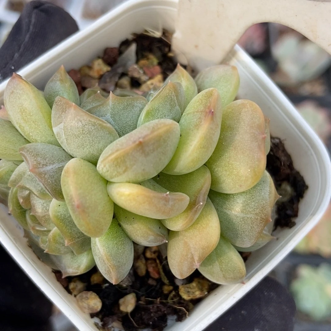 993白恋多肉植物