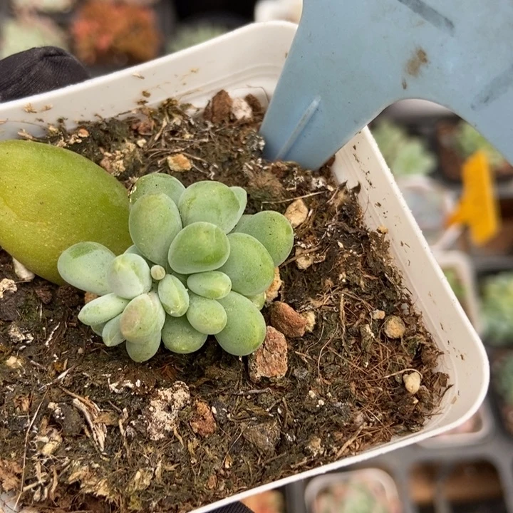 1627金蟾多肉植物