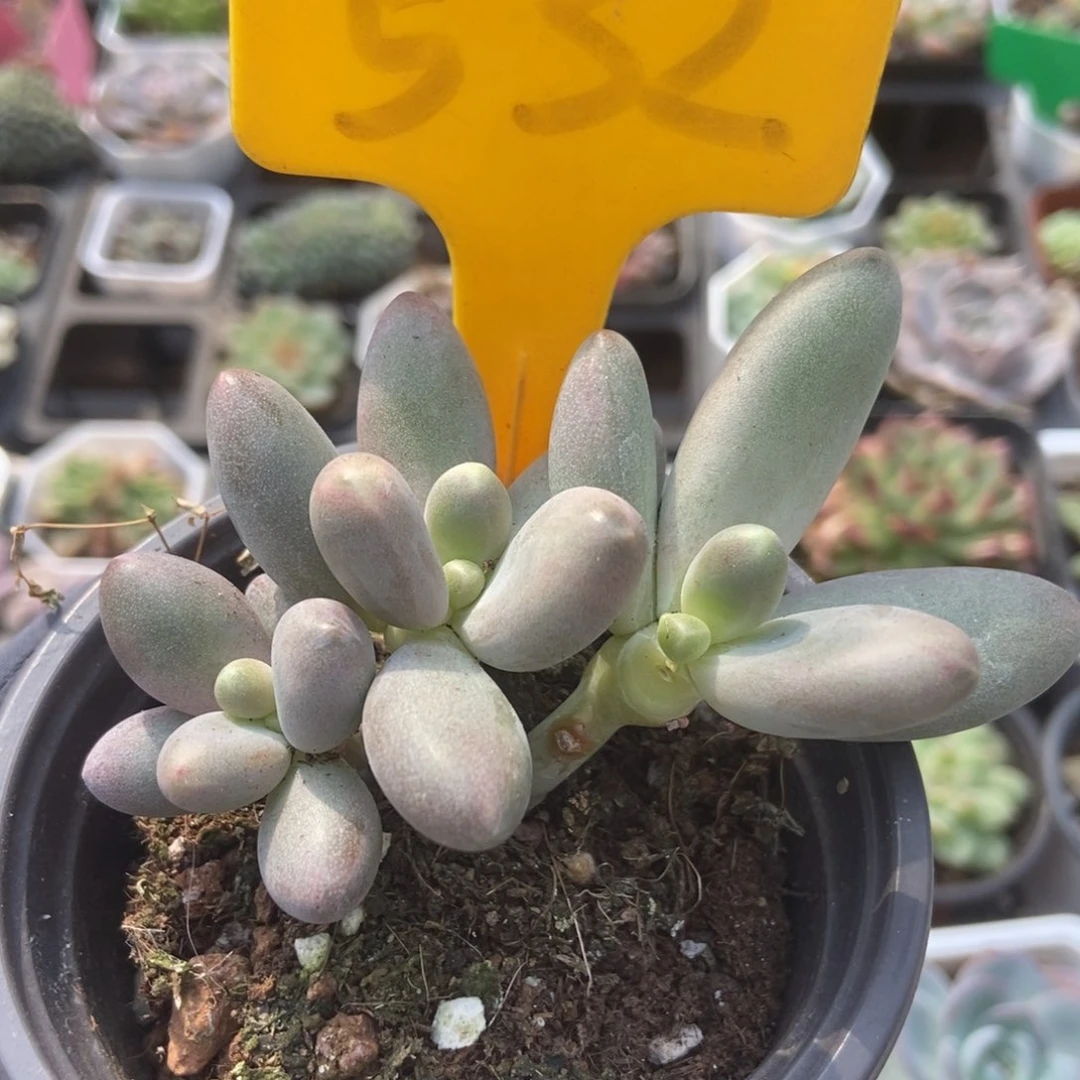 532糖果美人多肉植物纤维