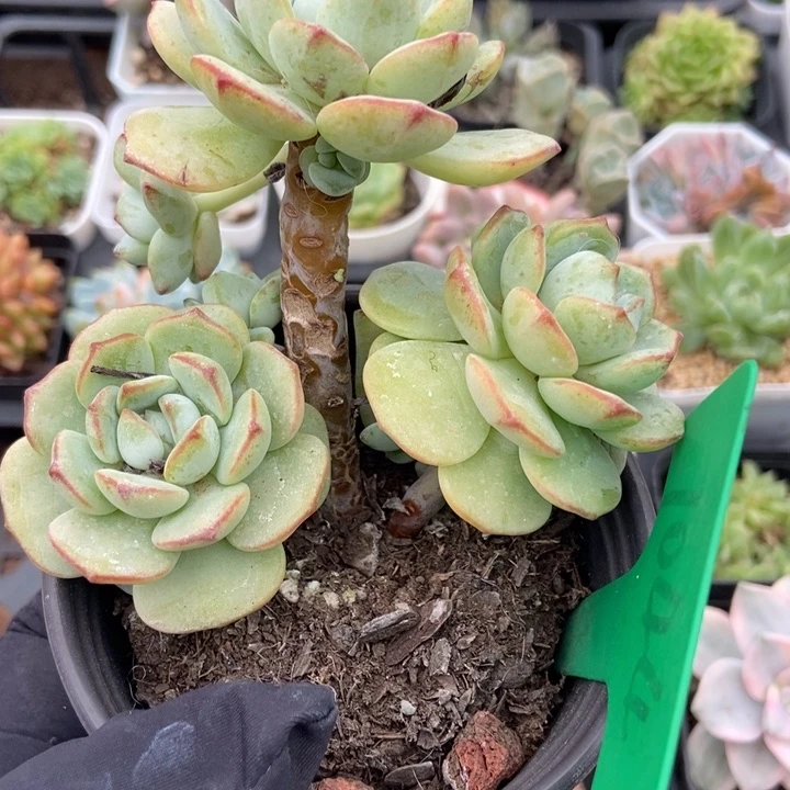 1044香草多肉植物保护