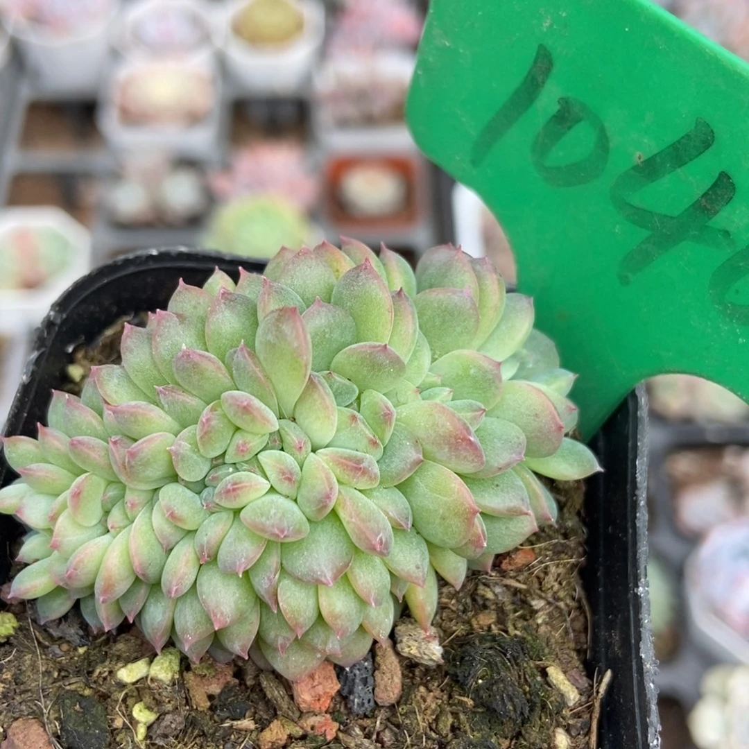 1040干冰多肉植物保护