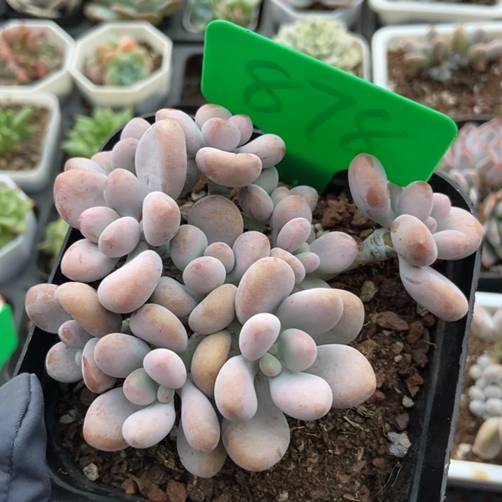 878桃蛋多肉植物