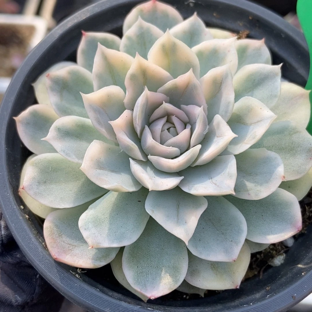 1030墨西哥雪球锦多肉植物保护