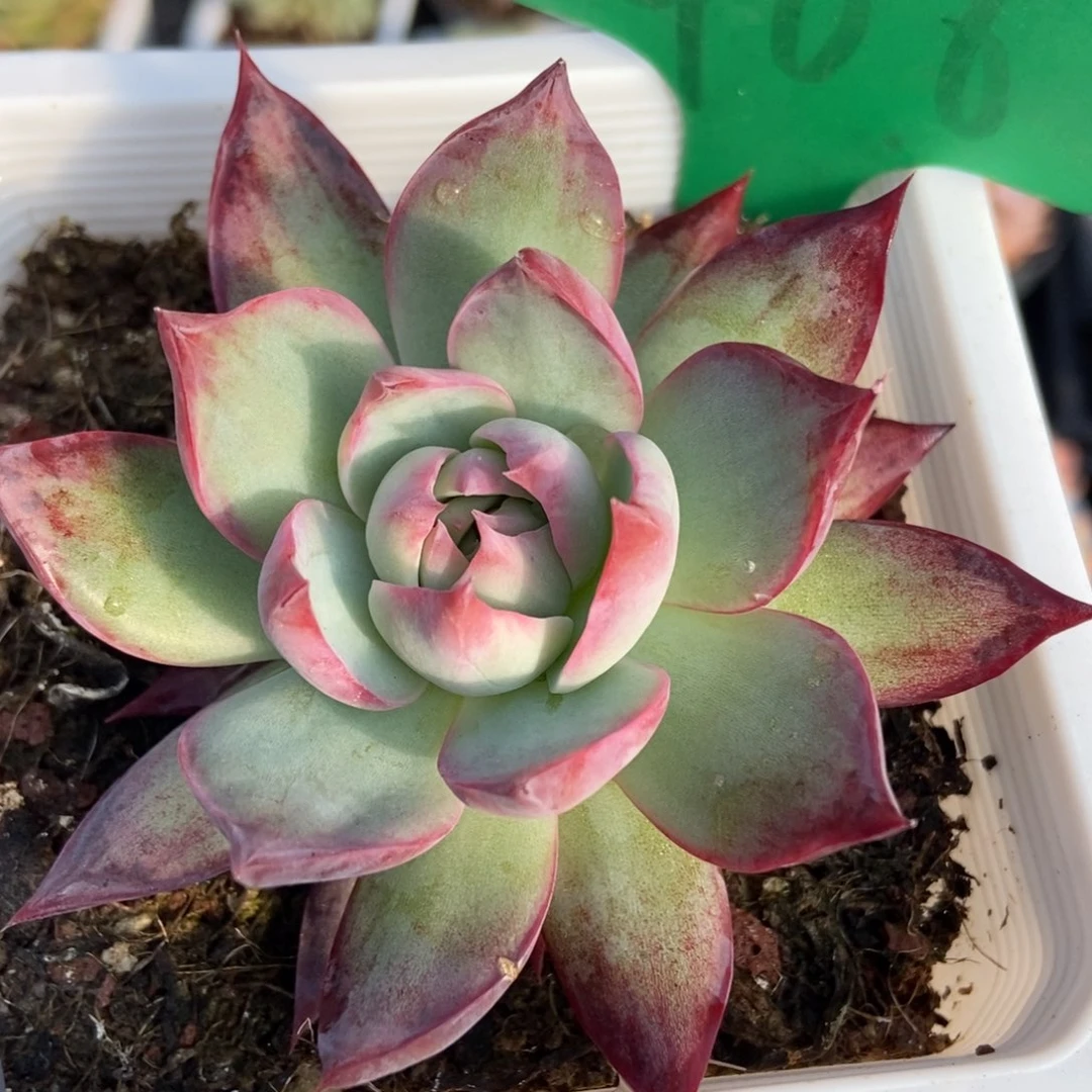 906惊鸿仙子多肉植物保护