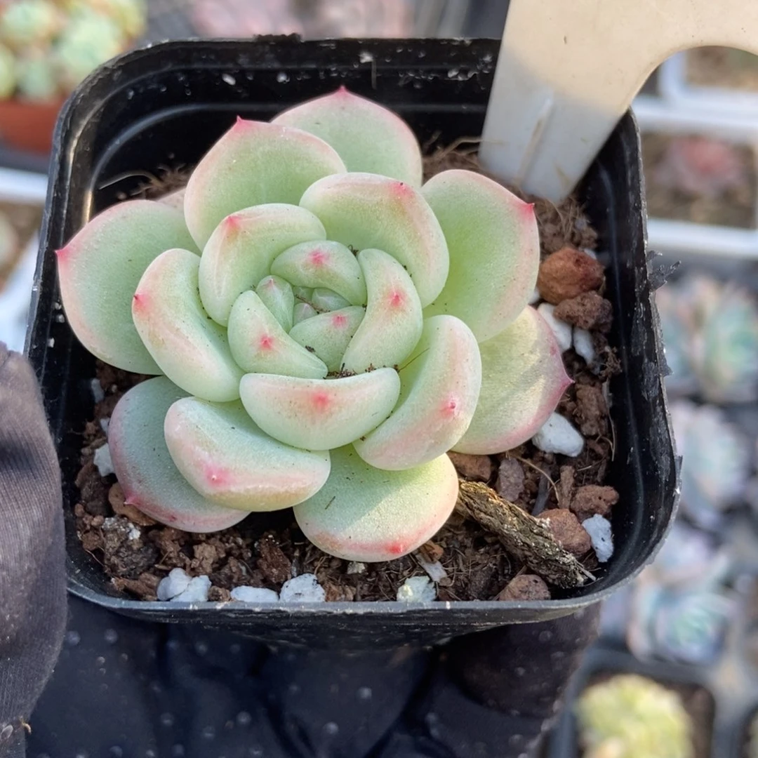 907甜心多肉植物保护