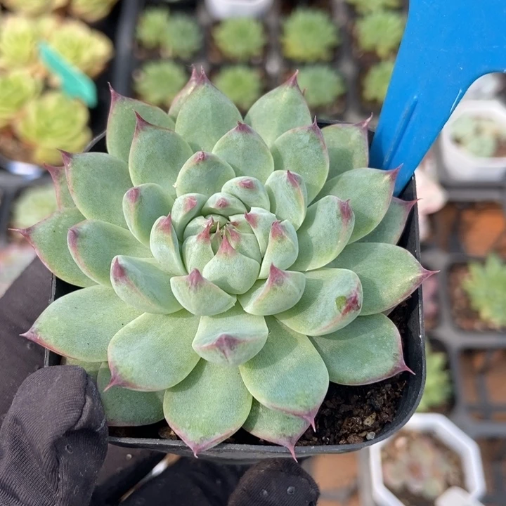 847琵琶仙子多肉植物