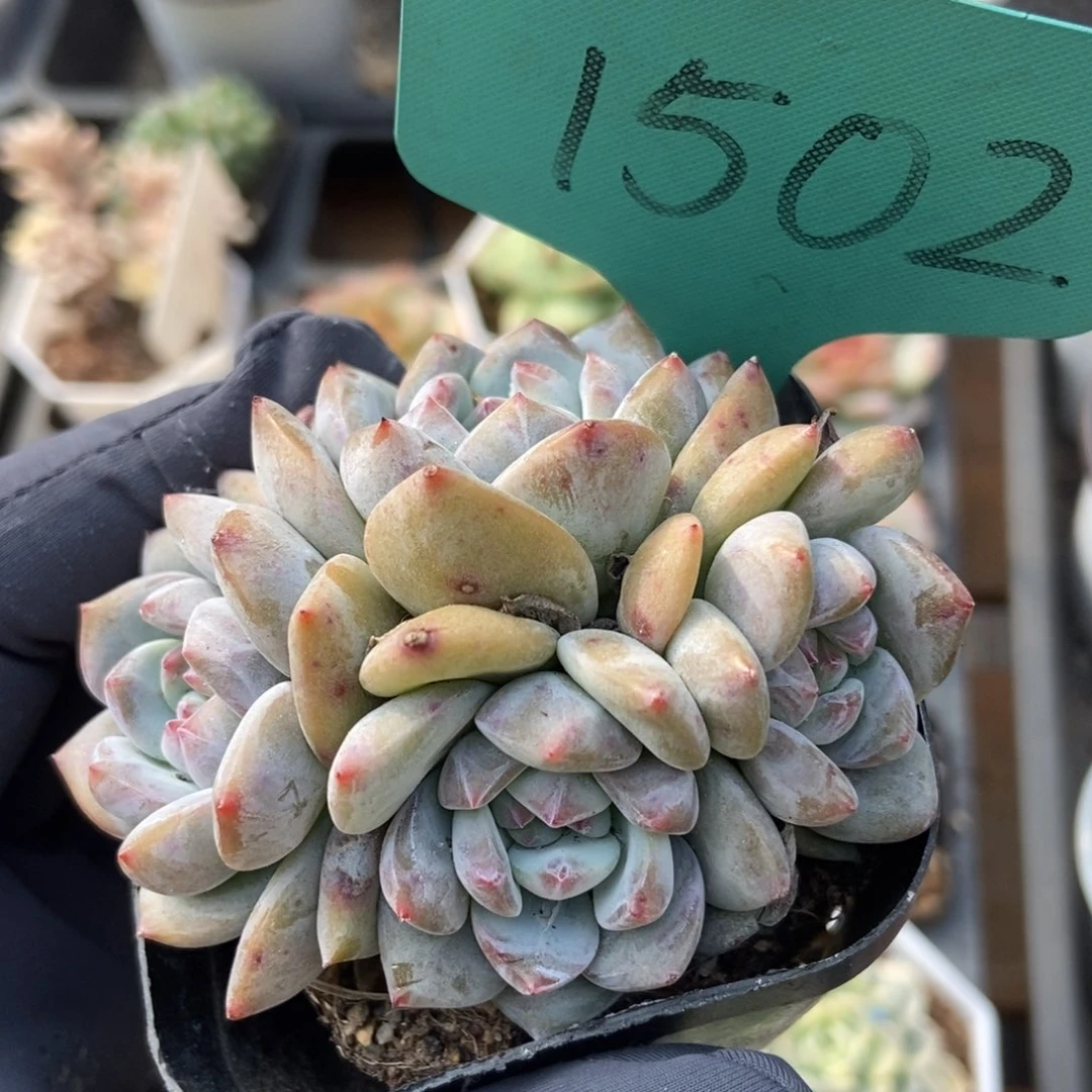1502紫皮星影多肉植物保护