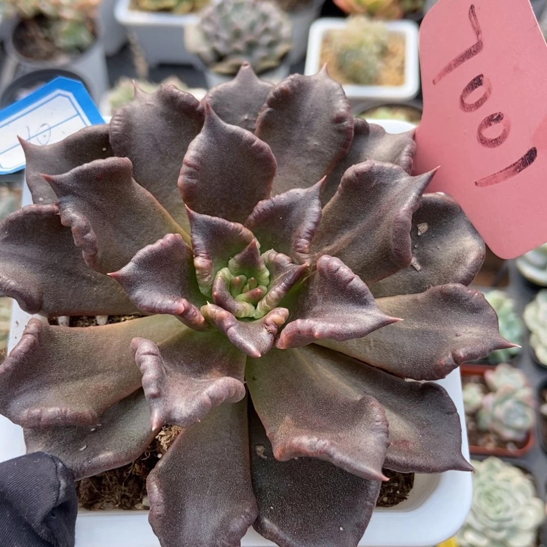 7001饺子皮多肉植物保护