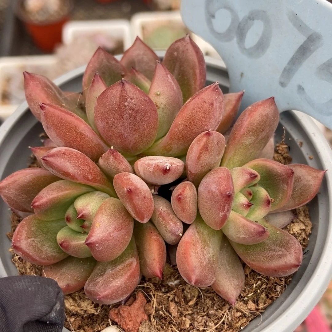 6075夜魔侠多肉植物保护