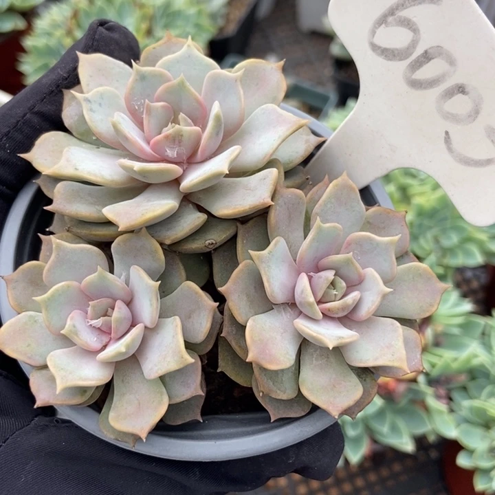 6003粉蝶多肉植物