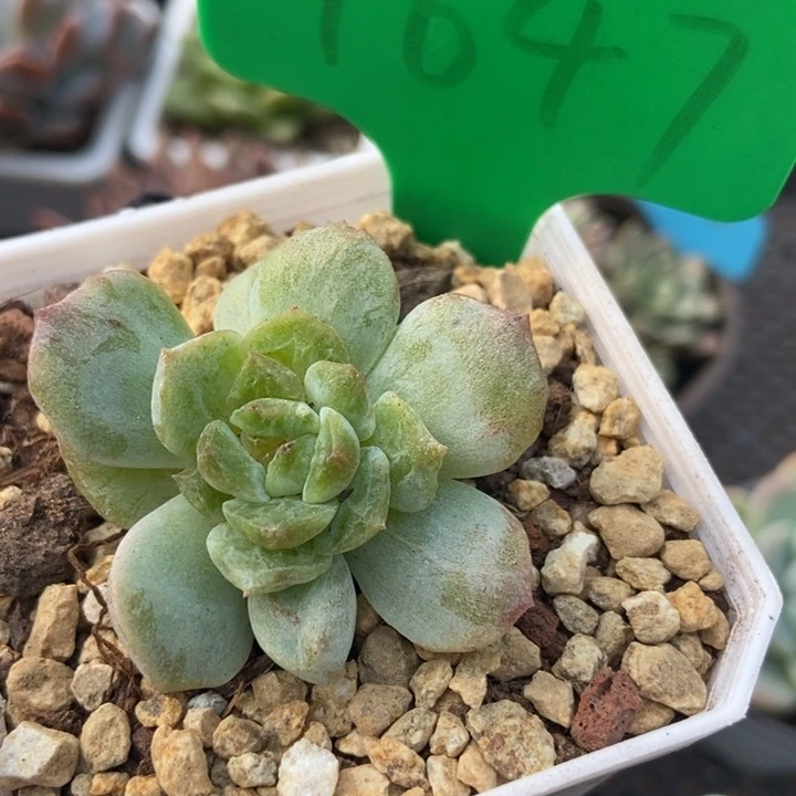 1647冰魄石化多肉植物