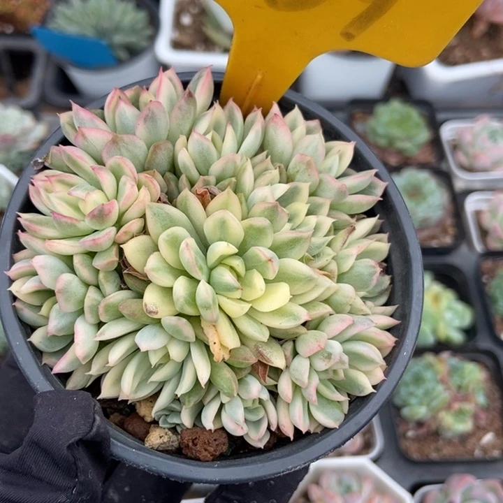 539粉锦多肉植物保护