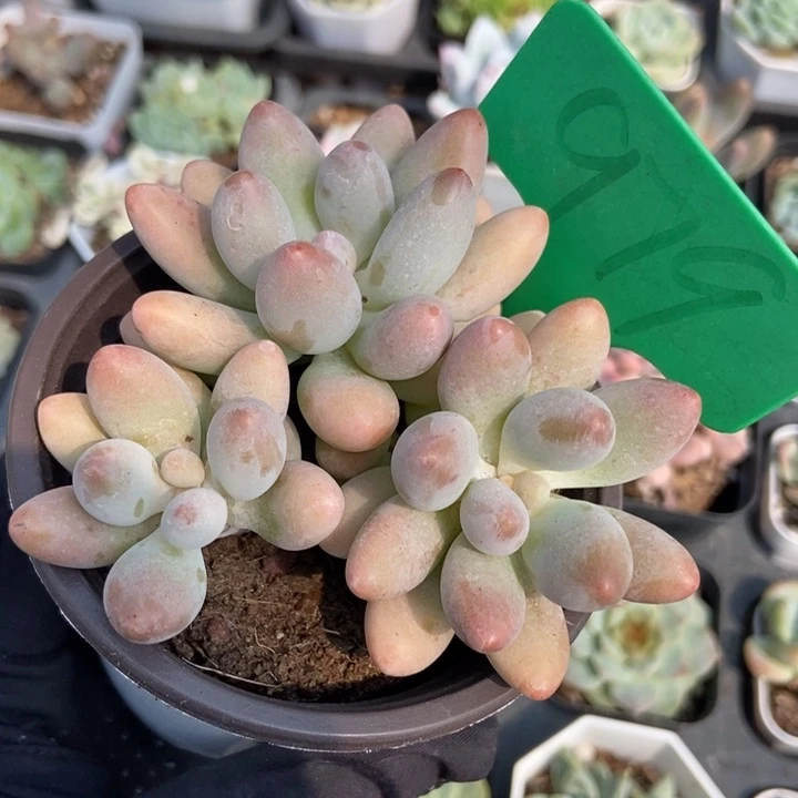 979粉恋多肉植物保护