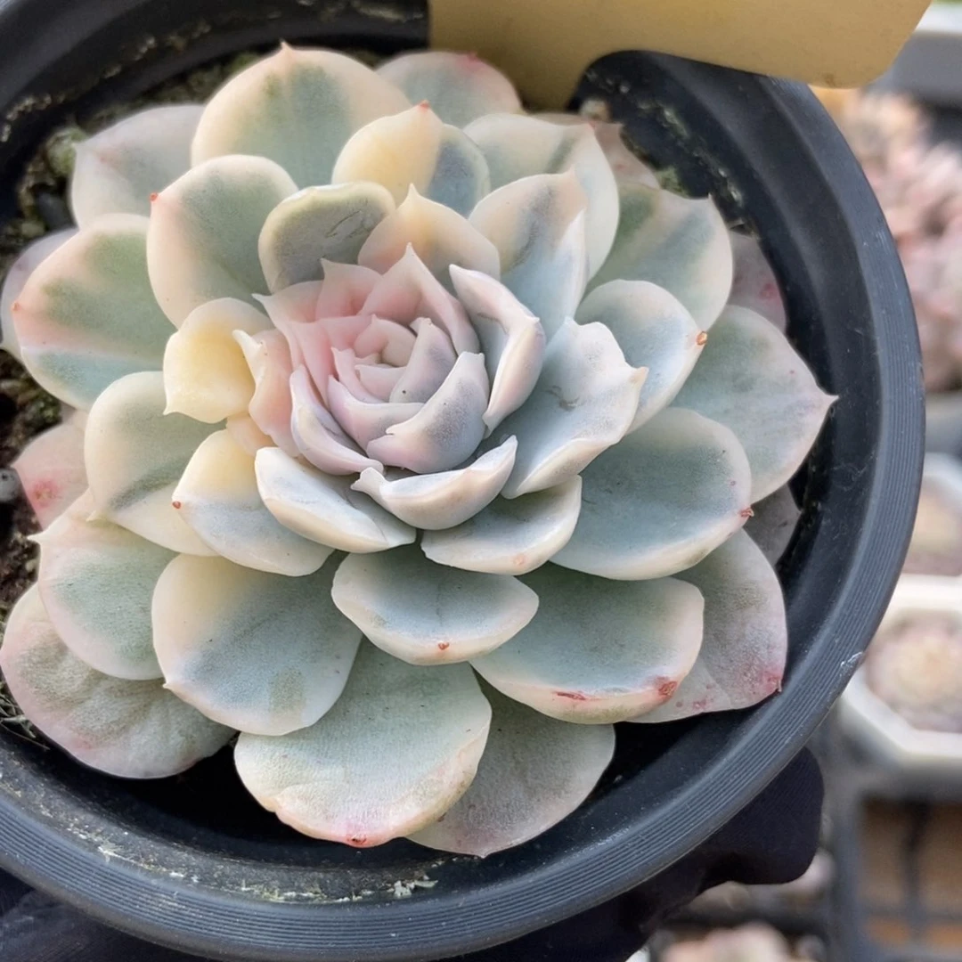 520墨西哥雪球锦多肉植物保护