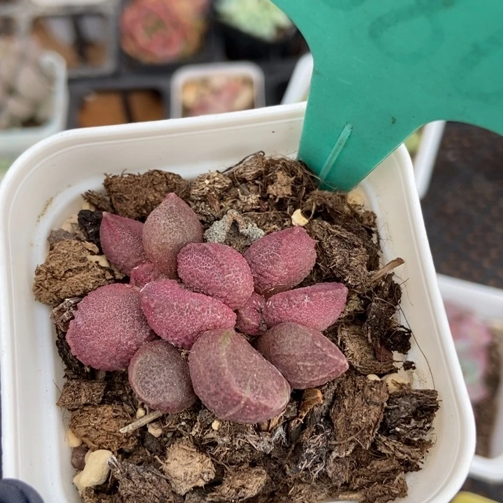 1886水泡多肉植物